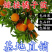 沙糖桔子树苗金桔苗橘子苗盆栽地栽柑橘无核蜜橘丑橘