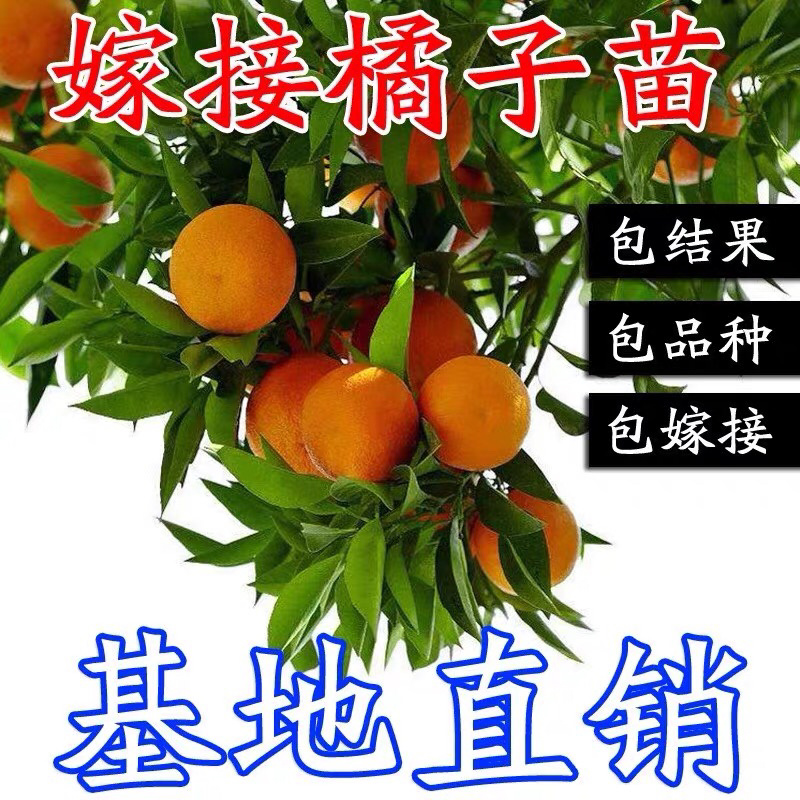 沙糖桔子树苗金桔苗橘子苗盆栽地栽柑橘无核蜜橘丑橘