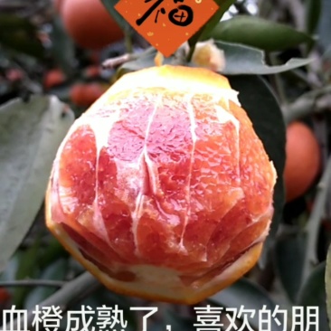 柑橘类