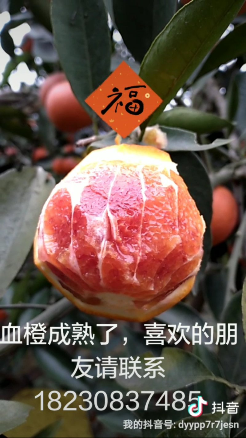 柑橘类