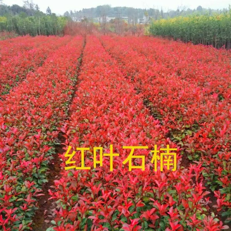 红叶石楠苗红叶石楠球大杯苗小杯苗绿化工程苗