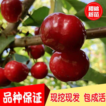 樱桃树苗正宗嫁接红灯樱桃树苗当年结果南北种植地栽樱桃树苗