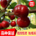 樱桃树苗正宗嫁接红灯樱桃树苗当年结果南北种植地栽樱桃树苗