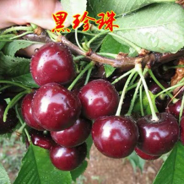 樱桃树苗嫁接樱桃树苗当年结果带分支南北方种植基地大量供应