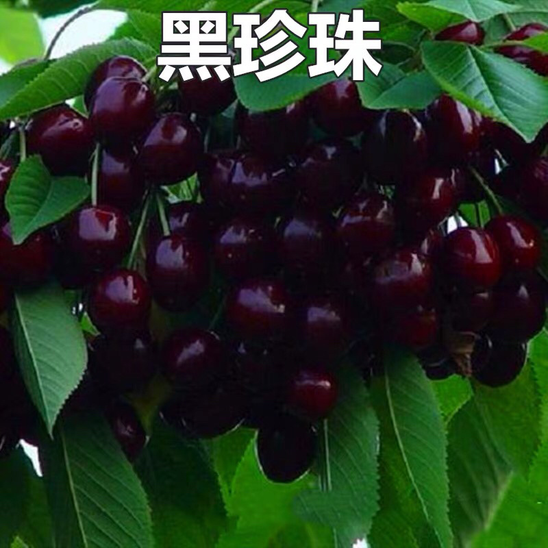 樱桃树苗嫁接樱桃树苗当年结果带分支南北方种植基地大量供应