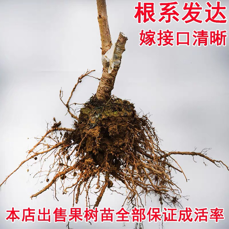 樱桃树苗嫁接樱桃树苗当年结果带分支南北方种植基地大量供应