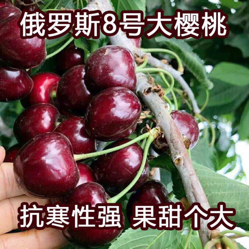 樱桃树苗嫁接樱桃树苗当年结果带分支南北方种植基地大量供应