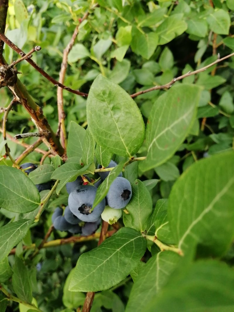 蓝莓