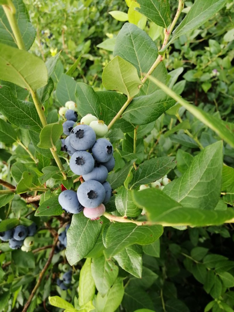 蓝莓