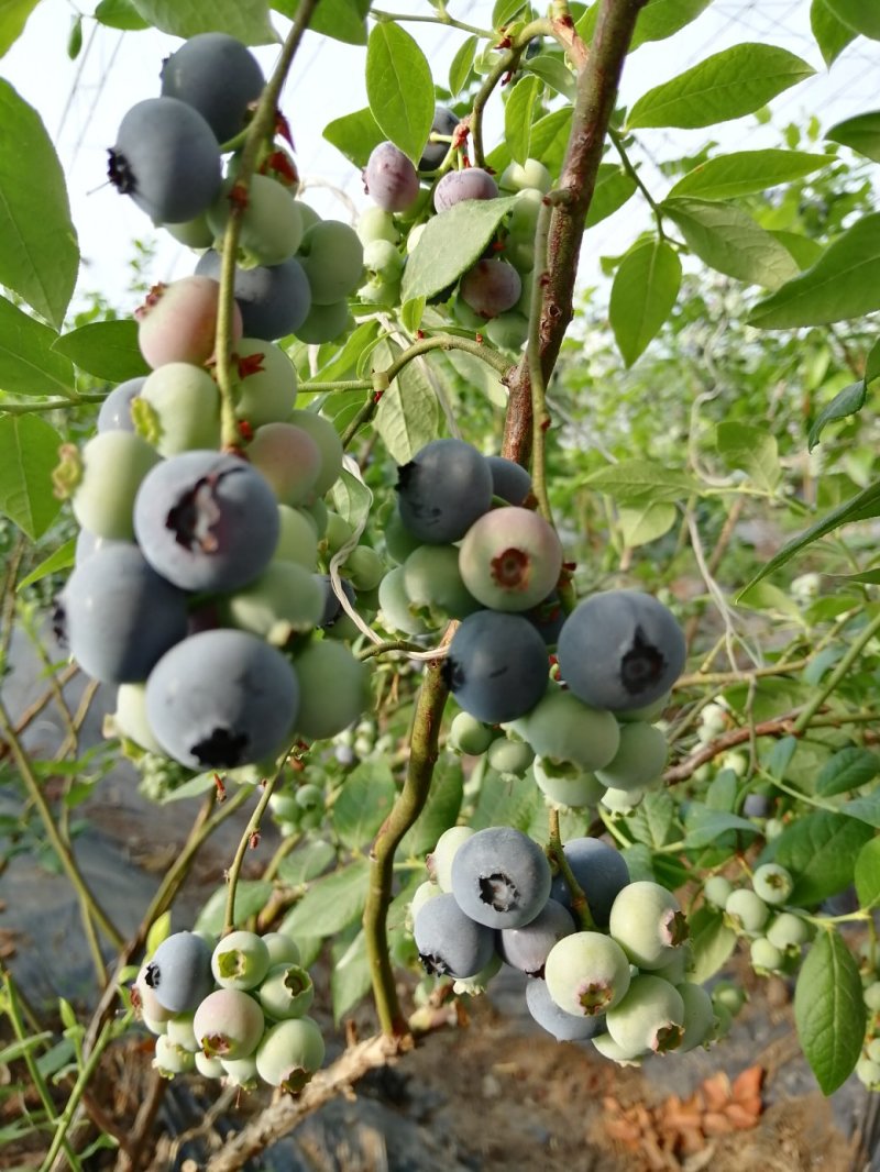 蓝莓，水果，浆果，北方南方