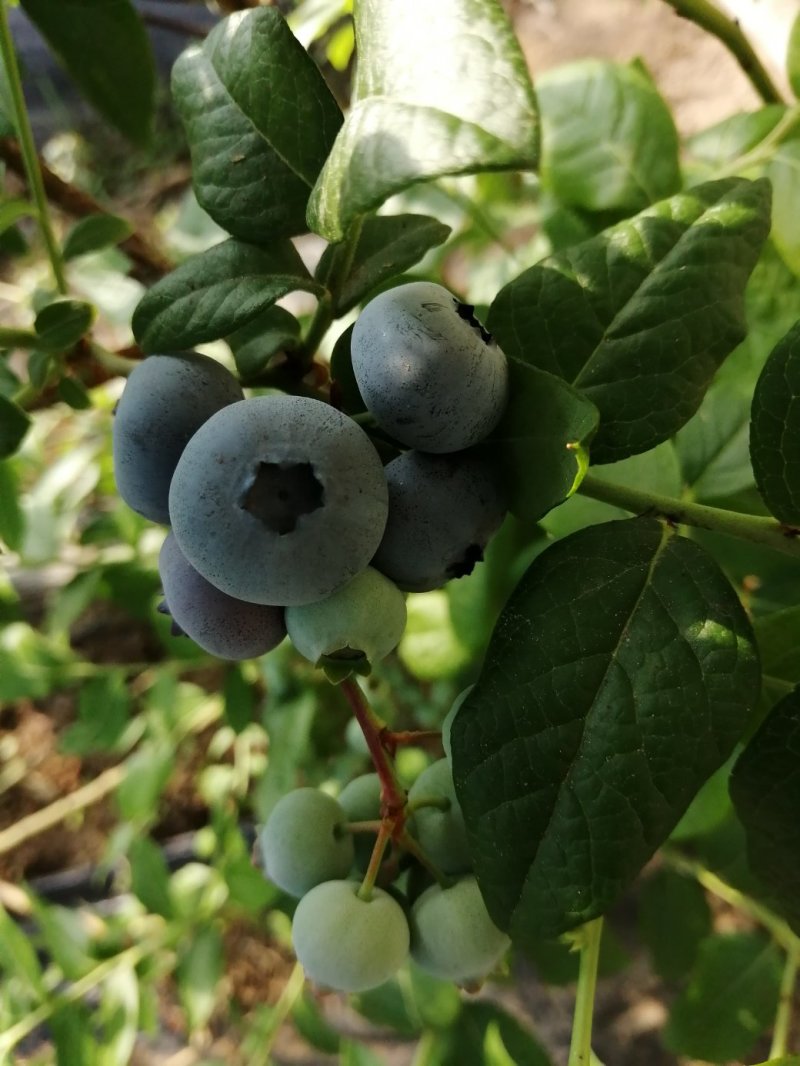蓝莓，水果，浆果，北方南方