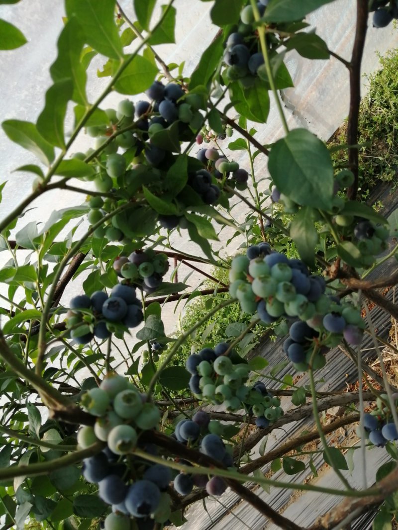 蓝莓，水果，浆果，北方南方