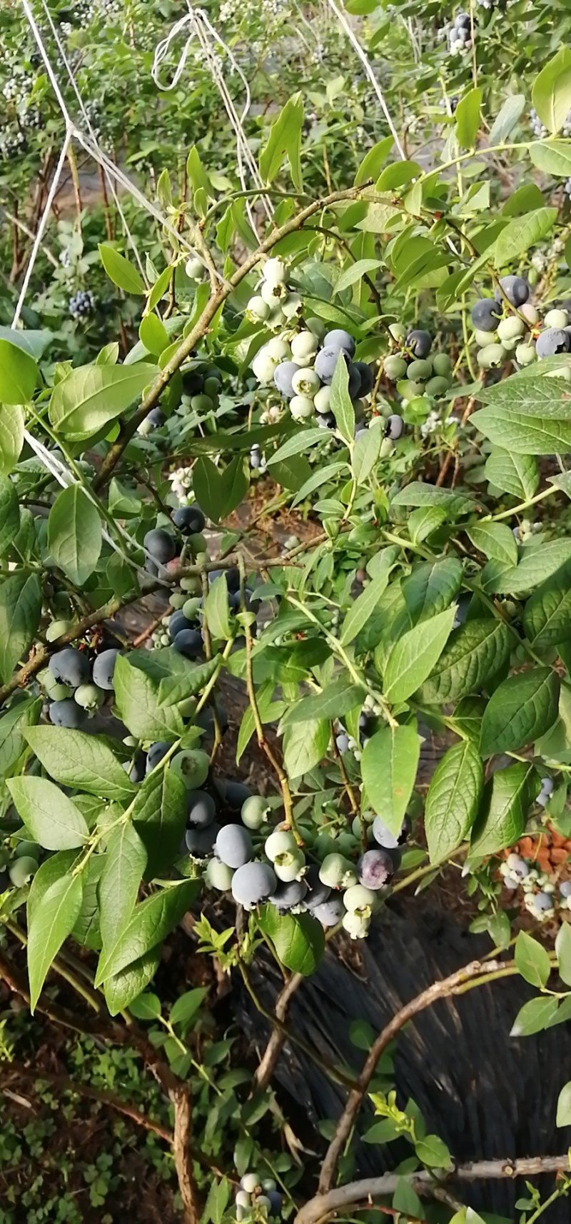 蓝莓，水果，浆果，北方南方