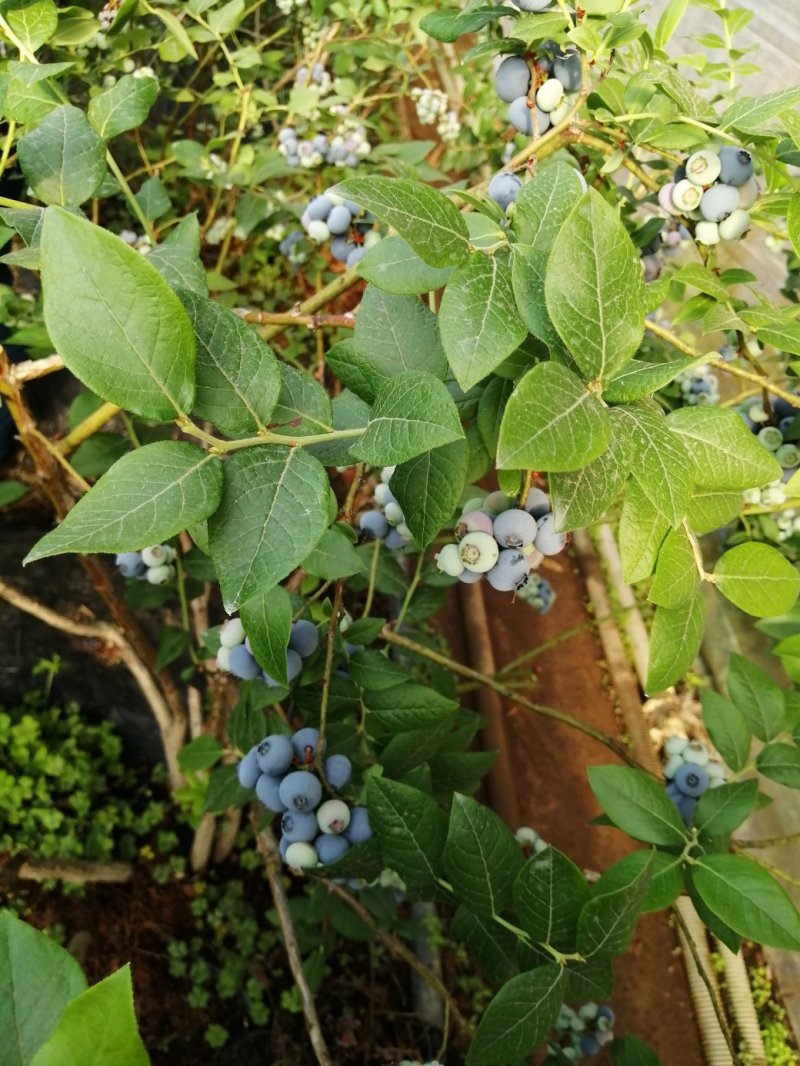 蓝莓，水果，浆果，北方南方