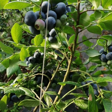 蓝莓，水果，浆果，北方南方