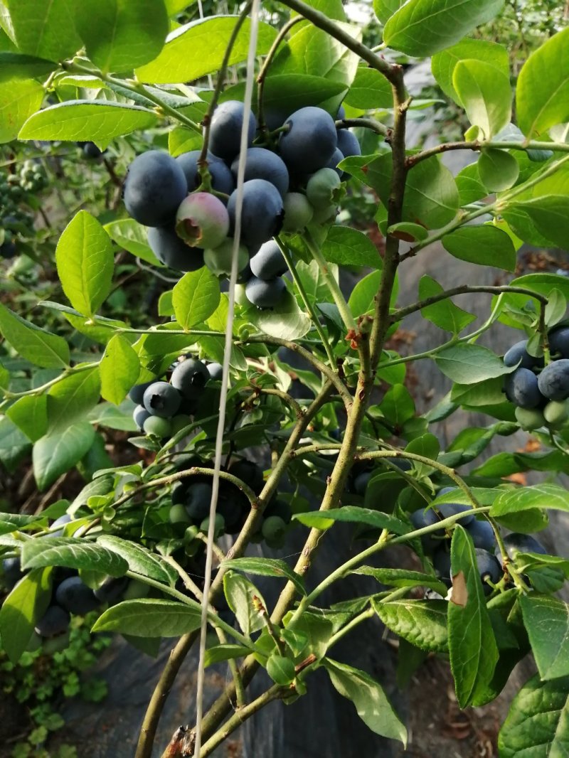 蓝莓，水果，浆果，北方南方