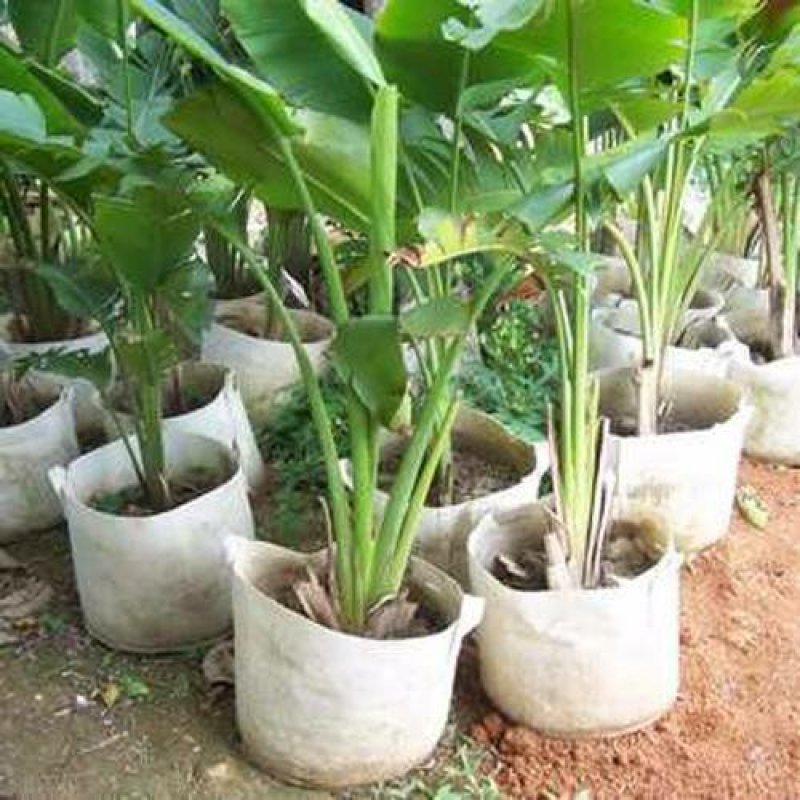 美植袋种植袋加厚无纺布植树袋植物特大花盆营养钵育育苗袋