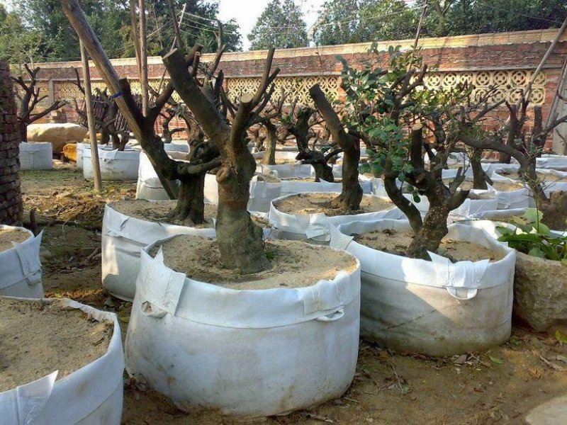 美植袋种植袋加厚无纺布植树袋植物特大花盆营养钵育育苗袋