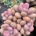 美杜莎法师多肉植物三圣三尊三仙蒂亚缀化缀化