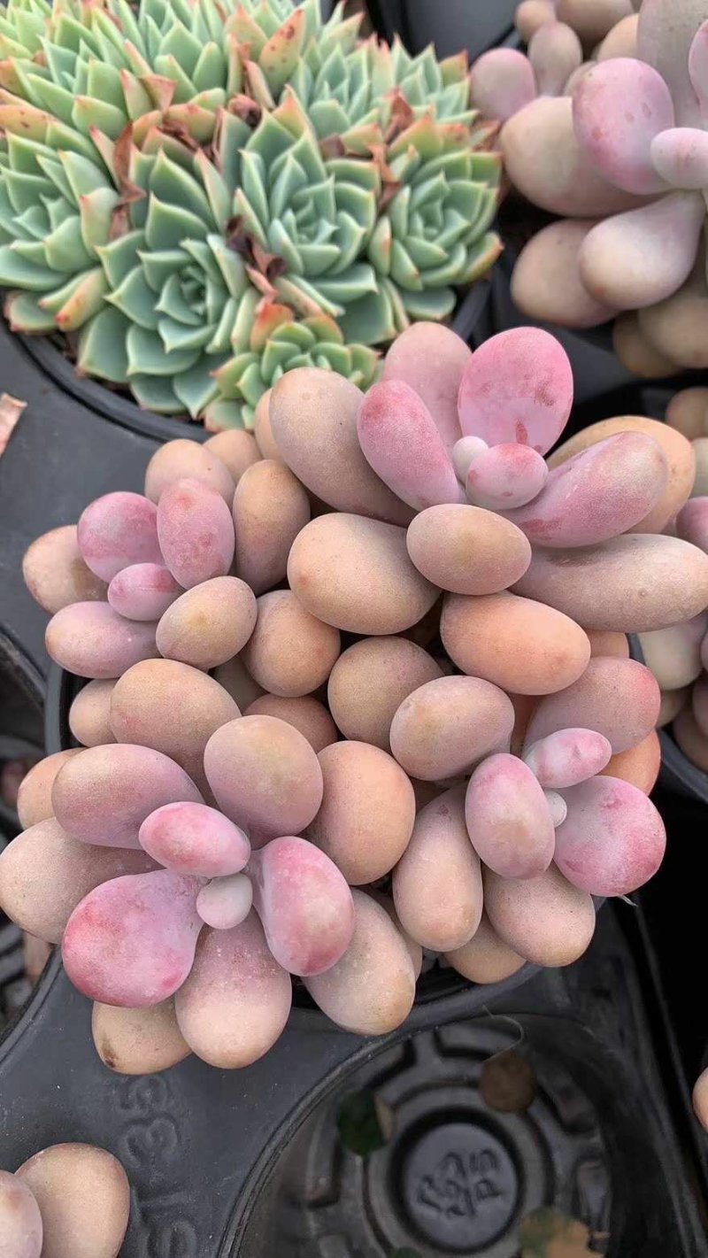 美杜莎法师多肉植物三圣三尊三仙蒂亚缀化缀化