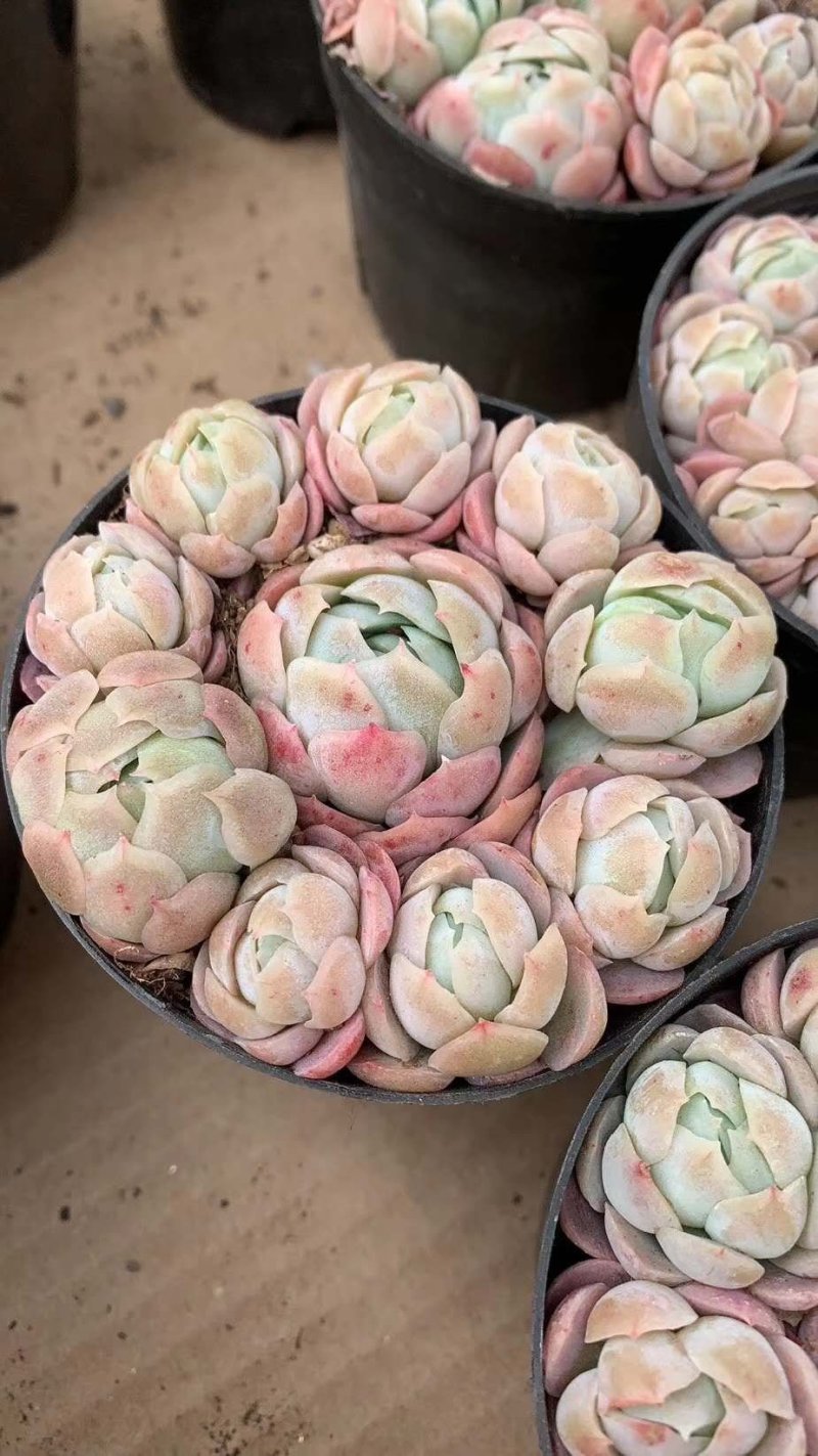 美杜莎法师多肉植物三圣三尊三仙蒂亚缀化缀化