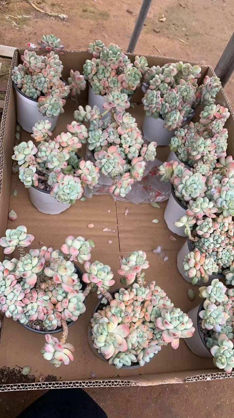 美杜莎法师多肉植物三圣三尊三仙蒂亚缀化缀化