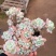 美杜莎法师多肉植物三圣三尊三仙蒂亚缀化缀化
