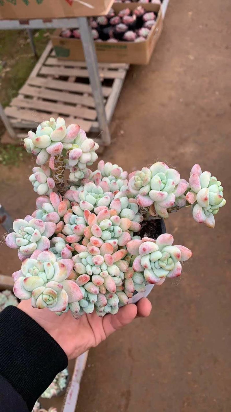 美杜莎法师多肉植物三圣三尊三仙蒂亚缀化缀化