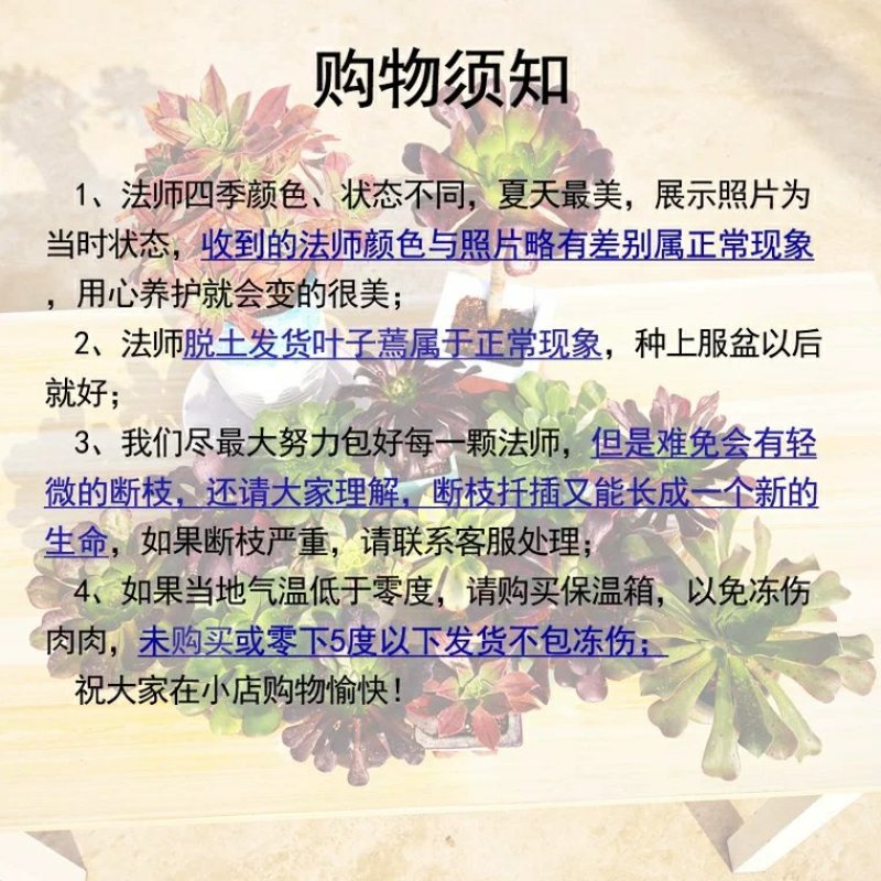 美杜莎法师多肉植物三圣三尊三仙蒂亚缀化缀化