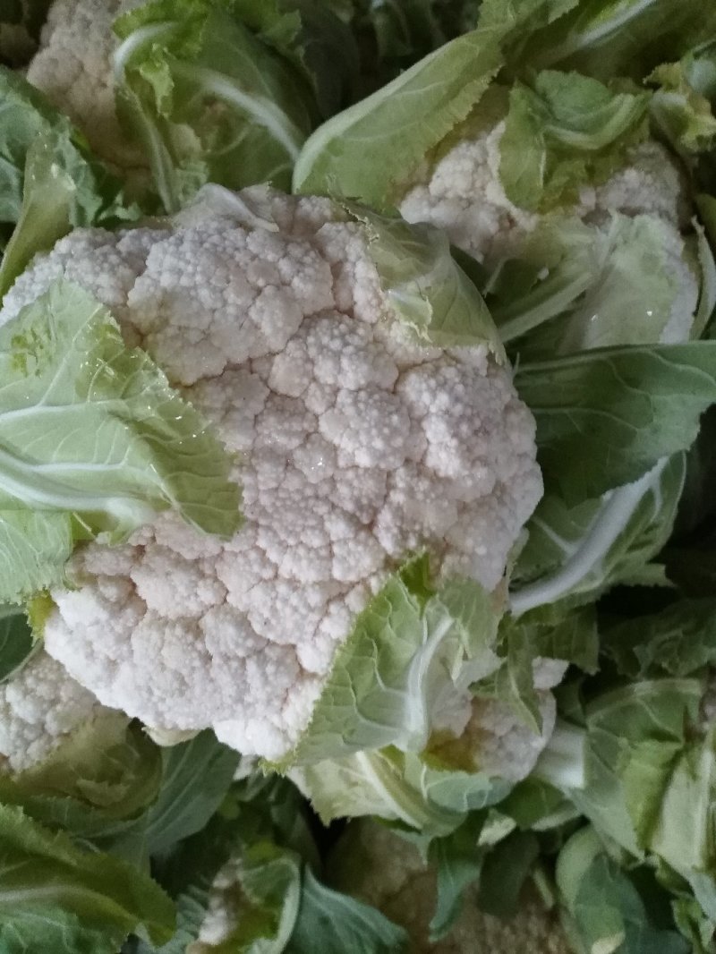 （精品）菜花，花菜产地，海量上市，常年长期供货，诚信为本