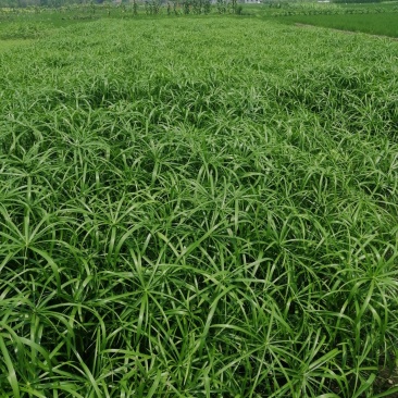 风车草旱伞草基地直销