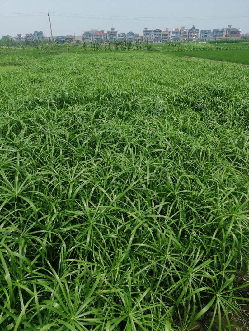 风车草旱伞草基地直销