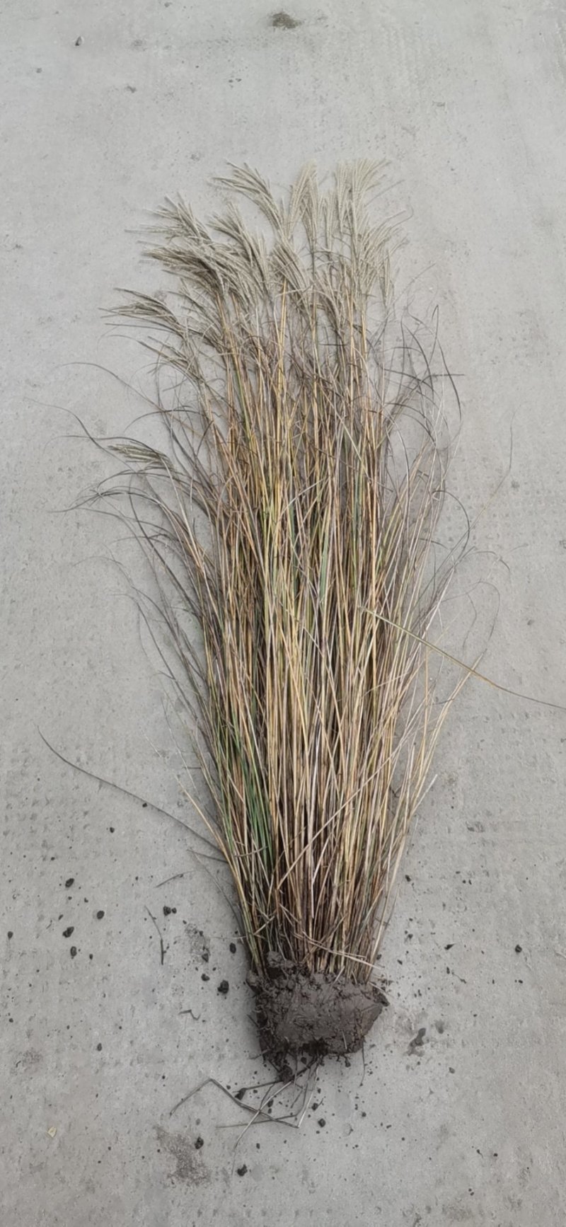 细叶芒草观赏草基地直销