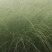 细叶芒草观赏草基地直销