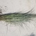细叶芒草观赏草基地直销