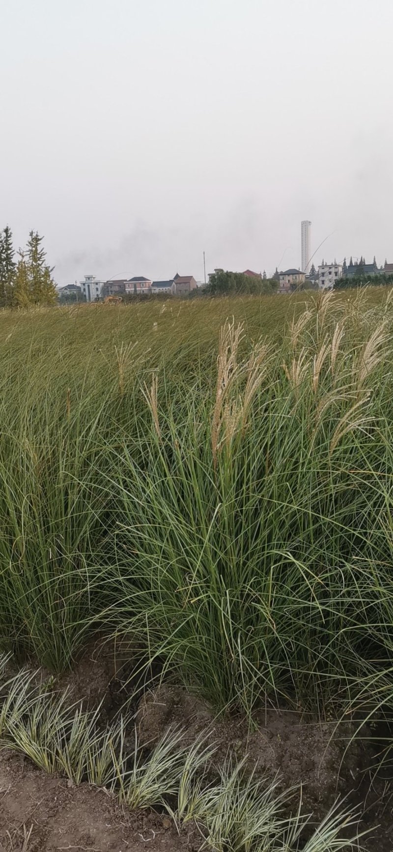 细叶芒草观赏草基地直销