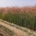 细叶芒草观赏草基地直销
