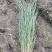 细叶芒草观赏草基地直销