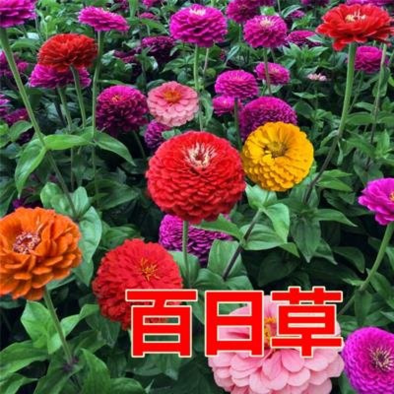 野花组合种子草花种子百日草太阳花波斯菊种子格桑花种子包邮