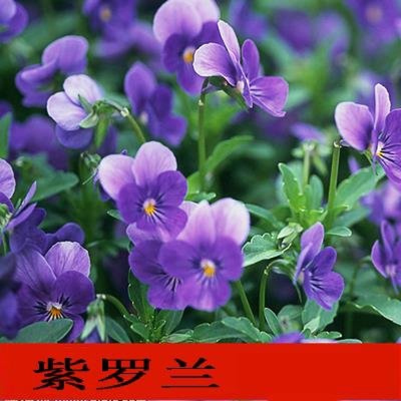 野花组合种子草花种子百日草太阳花波斯菊种子格桑花种子包邮