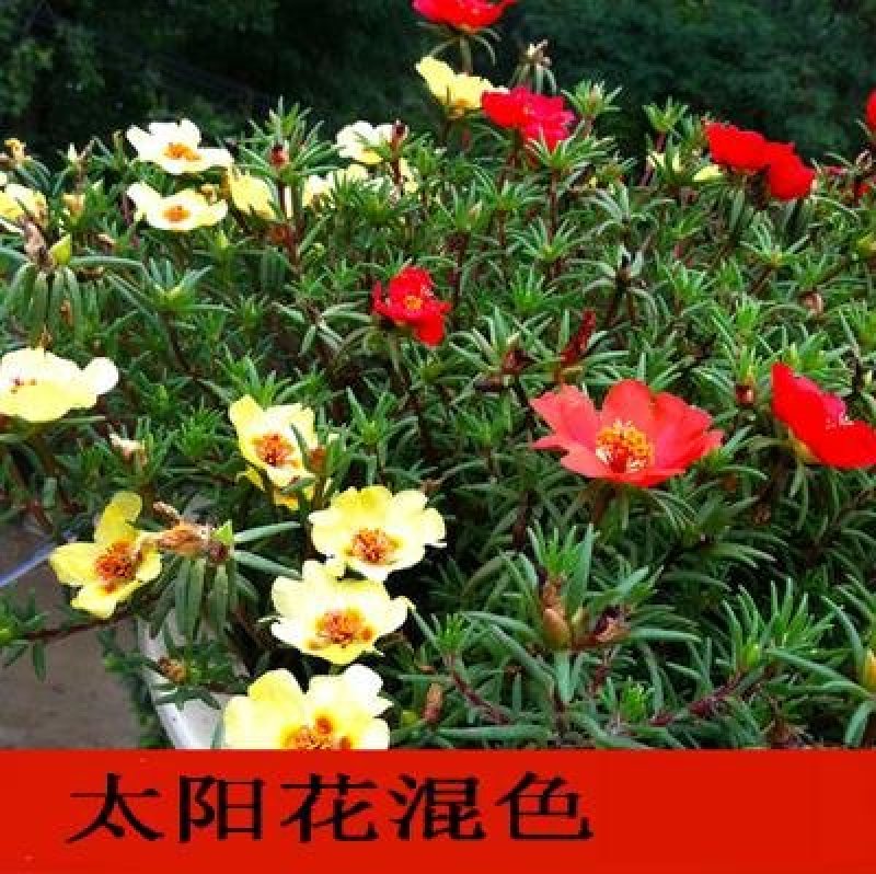 野花组合种子草花种子百日草太阳花波斯菊种子格桑花种子包邮