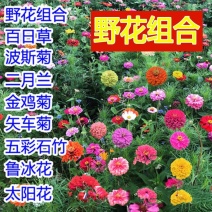 野花组合种子草花种子百日草太阳花波斯菊种子格桑花种子包邮