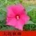 野花组合种子草花种子百日草太阳花波斯菊种子格桑花种子包邮