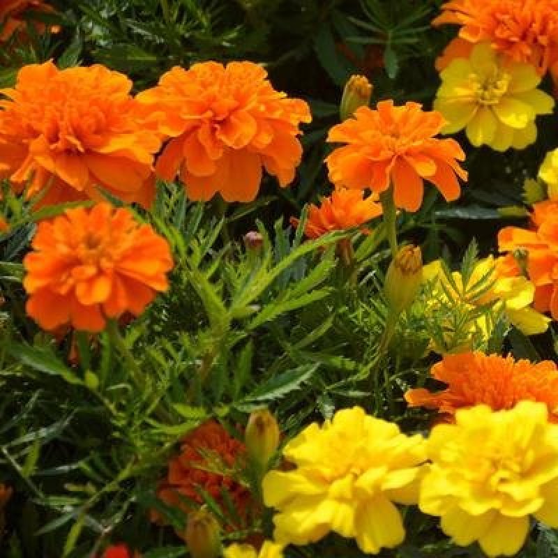 野花组合种子草花种子百日草太阳花波斯菊种子格桑花种子包邮