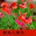 野花组合种子草花种子百日草太阳花波斯菊种子格桑花种子包邮