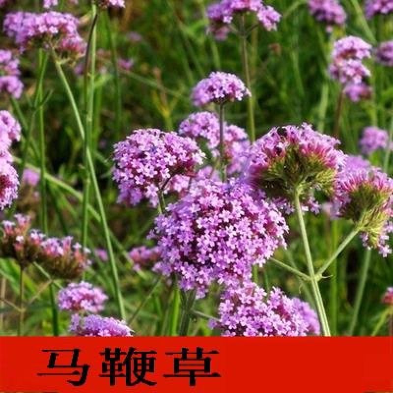 野花组合种子草花种子百日草太阳花波斯菊种子格桑花种子包邮
