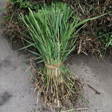 芦苇专业种植基地自产自销