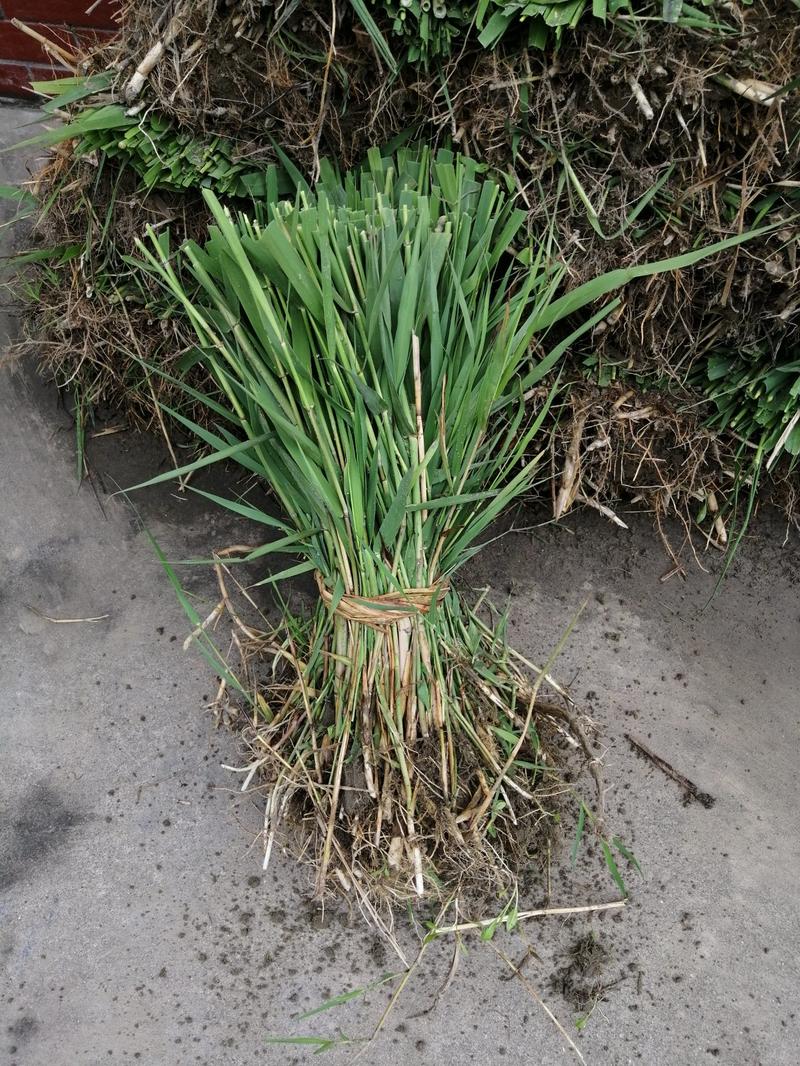 芦苇专业种植基地自产自销