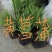黄花鸢尾黄菖蒲基地直销