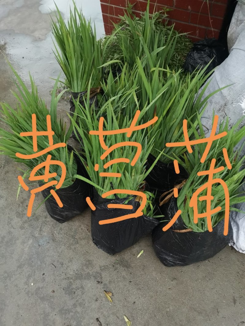 黄花鸢尾黄菖蒲基地直销